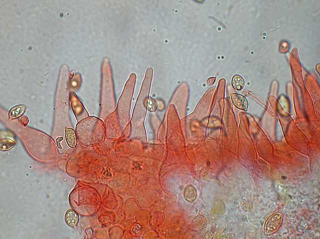 Galerina spec. DSCN 9169